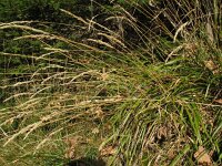 Calamagrostis arundinacea 1, Bosstruisriet, Saxifraga-Rutger Barendse