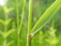 Calamagrostis canescens 3, Hennegras, Saxifraga-Rutger Barendse