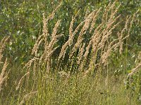 Calamagrostis epigejos,  Bushgrass