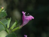 Calamintha grandiflora, Greater Calamint