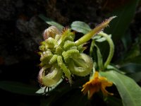 Calendula arvensis 32, Akkergoudsbloem, Saxifraga-Ed Stikvoort