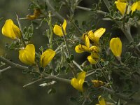 Calicotome villosa 10, Saxifraga-Jan van der Straaten