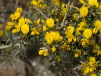 Calicotome villosa 11, Saxifraga-Jan van der Straaten