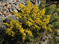 Calicotome villosa 13, Saxifraga-Willem van Kruijsbergen