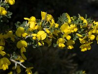 Calicotome villosa 14, Saxifraga-Willem van Kruijsbergen