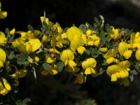 Calicotome villosa 15, Saxifraga-Willem van Kruijsbergen