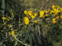 Calicotome villosa 16, Saxifraga-Willem van Kruijsbergen