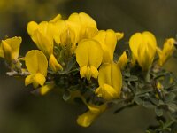 Calicotome villosa 17, Saxifraga-Willem van Kruijsbergen