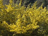 Calicotome villosa 18, Saxifraga-Jan van der Straaten