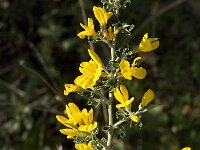 Calicotome villosa 19, Saxifraga-Jan van der Straaten