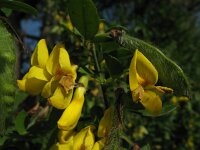 Calicotome villosa 2, Saxifraga-Rutger Barendse