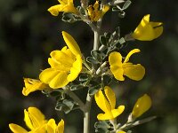 Calicotome villosa 20, Saxifraga-Jan van der Straaten