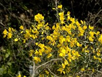 Calicotome villosa 21, Saxifraga-Jan van der Straaten