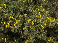 Calicotome villosa 22, Saxifraga-Willem van Kruijsbergen