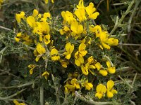 Calicotome villosa 23, Saxifraga-Willem van Kruijsbergen