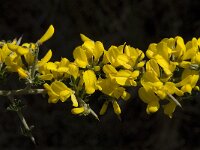 Calicotome villosa 25, Saxifraga-Willem van Kruijsbergen