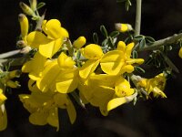 Calicotome villosa 27, Saxifraga-Jan van der Straaten