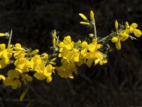 Calicotome villosa 28, Saxifraga-Jan van der Straaten