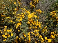 Calicotome villosa 29, Saxifraga-Peter Meininger