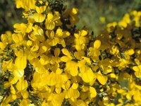 Calicotome villosa 3, Saxifraga-Piet Zomerdijk