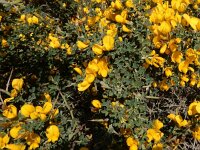 Calicotome villosa 30, Saxifraga-Peter Meininger