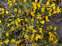 Calicotome villosa 31, Saxifraga-Harry Jans