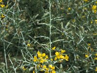 Calicotome villosa 32 Saxifraga-Jan van der Straaten