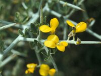 Calicotome villosa 33, Saxifraga-Jan van der Straaten