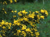 Calicotome villosa 4, Saxifraga-Inigo Sanchez