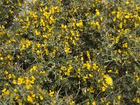 Calicotome villosa 6, Saxifraga-Jan van der Straaten