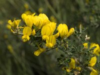 Calicotome villosa 7, Saxifraga-Jan van der Straaten