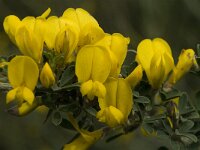 Calicotome villosa 8, Saxifraga-Jan van der Straaten