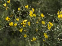 Calicotome villosa 9, Saxifraga-Jan van der Straaten