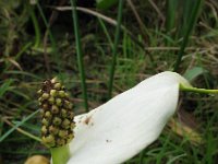 Calla palustris 1, Slangenwortel, Saxifraga-Rutger Barendse