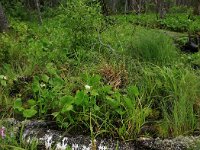 Calla palustris 21, Slangenwortel, Saxifraga-Hans Boll