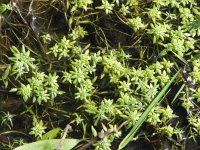 Callitriche palustris 1, Klein sterrenkroos, Saxifraga-Jasenka Topic