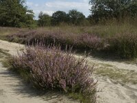 Calluna vulgaris, Ling