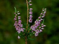 Calluna vulgaris 10, Struikhei, Saxifraga-Jan van der Straaten