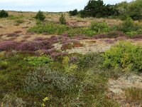 Calluna vulgaris 100, Struikhei, Saxifraga-Hans Boll