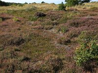 Calluna vulgaris 101, Struikhei, Saxifraga-Hans Boll