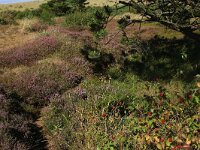 Calluna vulgaris 102, Struikhei, Saxifraga-Hans Boll