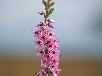 Calluna vulgaris 103, Struikhei, Saxifraga-Hans Dekker