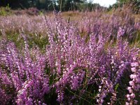 Calluna vulgaris 104, Struikhei, Saxifraga-Ed Stikvoort