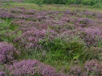 Calluna vulgaris 105, Struikhei, Saxifraga-Ed Stikvoort