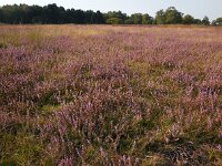 Calluna vulgaris 106, Struikhei, Saxifraga-Ed Stikvoort