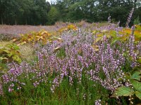 Calluna vulgaris 107, Struikhei, Saxifraga-Ed Stikvoort