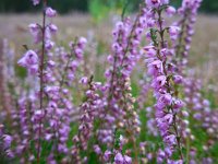 Calluna vulgaris 108, Struikhei, Saxifraga-Ed Stikvoort