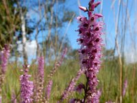 Calluna vulgaris 109, Struikhei, Saxifraga-Ed Stikvoort