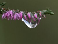 Calluna vulgaris 11, Struikhei, Saxifraga-Luc Hoogenstein