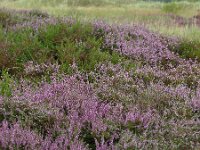 Calluna vulgaris 110, Struikhei, Saxifraga-Ed Stikvoort